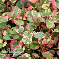 Houttuynia Cordata 'Chameleon' 8 Houttuynia Cordata 'Chameleon' -Flower Plants Shop HOUT V59309 B
