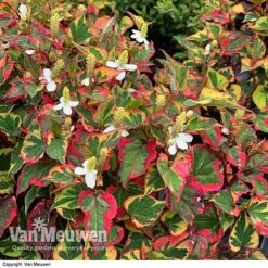 Houttuynia Cordata 'Chameleon' 10 Houttuynia Cordata 'Chameleon' -Flower Plants Shop HOUT V59309 E