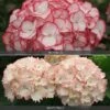 Hydrangea 'Frills' Duo -Flower Plants Shop HYDR V74418 A h
