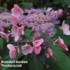 Hydrangea Aspera 'Hot Chocolate' -Flower Plants Shop HYDR HOTCHOCOL S54235