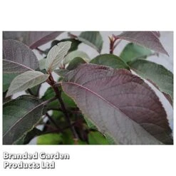 Hydrangea Aspera 'Hot Chocolate' -Flower Plants Shop HYDR HOTCHOCOL S54236