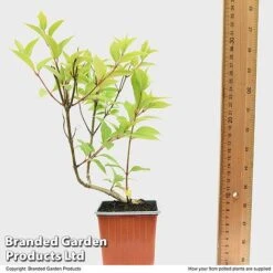 Hydrangea Paniculata 'Magical Moonlight' -Flower Plants Shop HYDR MAGICM9CM T49364