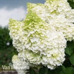 Hydrangea Paniculata 'Magical Moonlight' -Flower Plants Shop Hyd MagicalMoon VM 2
