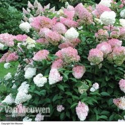 Hydrangea Paniculata 'Vanille Fraise'