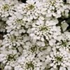 Iberis Sempervirens -Flower Plants Shop IBER V65496 A h