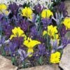 Iris 'Dwarf Collection' -Flower Plants Shop IRIS 25738V A h
