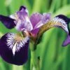 Iris Versicolor 'Mysterious Monique' -Flower Plants Shop IRIS V49148 A h