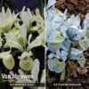 Iris Katharine's Collection -Flower Plants Shop IRIS VKA7314 A