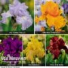 Iris Re-Blooming Collection -Flower Plants Shop Iris Re Blooming Collection