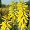 Red Hot Poker 'Lemon Popsicle' -Flower Plants Shop KNIP V66423 A h