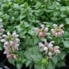 Lamium Maculatum 'Pink Pewter' -Flower Plants Shop LAMI V63473 A h