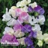 Sweet Pea 'Scent Infusion' -Flower Plants Shop LATH V18250 A
