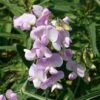Lathyrus Latifolius 'Rosa Perle' -Flower Plants Shop LATH V59624 A h