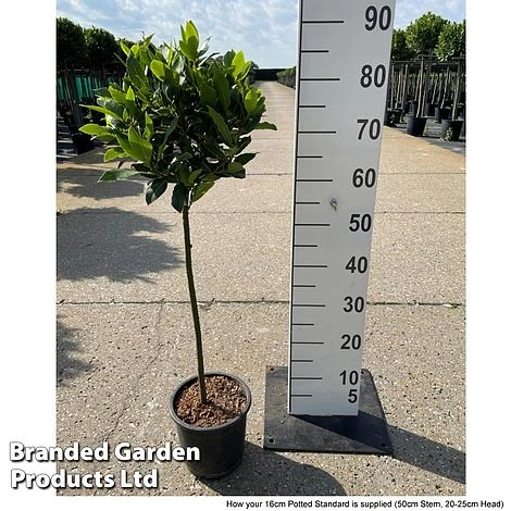 Bay Tree Standard 6 Bay Tree Standard - Image 4