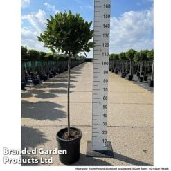 Bay Tree Standard 14 Bay Tree Standard -Flower Plants Shop LAUR NOBILISTD S52052