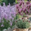 Lavender Collection -Flower Plants Shop LAVE 69672V A h