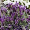 Lavender 'Devonshire Compact' -Flower Plants Shop LAVE V81538 B