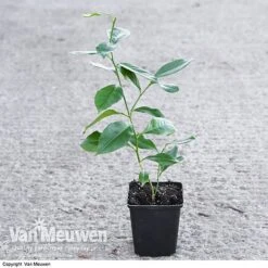 Fruit Meyer Lemon 11 Fruit Meyer Lemon -Flower Plants Shop LEMO 64680 VA