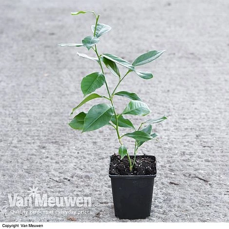 Fruit Meyer Lemon 7 Fruit Meyer Lemon - Image 5