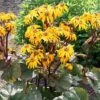 Ligularia Dentata 'Midnight Lady' -Flower Plants Shop LIGU V59638 A h