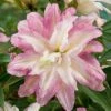 Lily: 'Crystal Tree Lily Monet' -Flower Plants Shop LILY 70648V A h