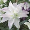 Lily: 'Crystal Tree Lily Picasso' -Flower Plants Shop LILY 70649V A h