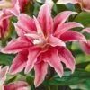 Lily: 'Crystal Tree Lily Cezanne' -Flower Plants Shop LILY 70650V A h
