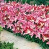 Lily 'Border Collection' -Flower Plants Shop LILY V17763 A h