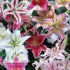 Lily 'Oriental Mixed' -Flower Plants Shop LILY V45668 A