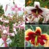 Tree Lily 'Collection' -Flower Plants Shop LILY V52759 A h