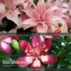 Lily 'Premium Collection' -Flower Plants Shop LILY V80747 A h