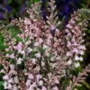 Linaria Purpurea 'Cannon J Went' -Flower Plants Shop LINA V65566 A h
