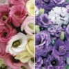Lisianthus Collection -Flower Plants Shop LISI 68659V A h