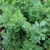 Lovage -Flower Plants Shop LOVA V59634 A h
