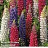 Lupin 'Street Party Collection' -Flower Plants Shop LUPI 70653 A1