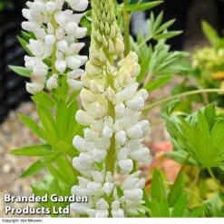 Lupin 'Street Party Collection' -Flower Plants Shop LUPI 70654 D