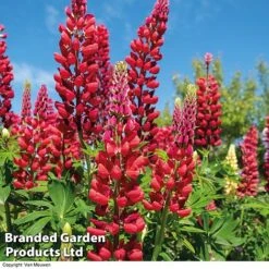Lupin 'Street Party Collection' -Flower Plants Shop LUPI 70655 B