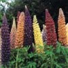 Lupin 'Russell Hybrids' 1 Lupin 'Russell Hybrids' -Flower Plants Shop LUPI 70674V A h