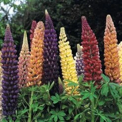 Lupin 'Russell Hybrids'