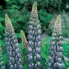 Lupin 'The Governor' -Flower Plants Shop LUPI V59093 A h
