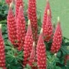 Lupin 'The Page' 2 Lupin 'The Page' -Flower Plants Shop LUPI V59095 A h