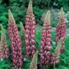 Lupin 'The Chatelaine'