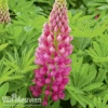 Lupin 'Gallery Red' 1 Lupin 'Gallery Red' -Flower Plants Shop LUPI GALLERYRE S079361