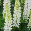Lupin 'Gallery White' -Flower Plants Shop LUPI GALLERYWH S079371