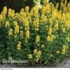 Lysimachia Punctata -Flower Plants Shop LYSI VKA0173 A1