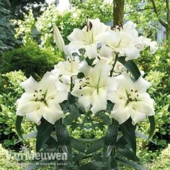 Lily 'Pretty Woman' -Flower Plants Shop Lily Pretty Woman Visions LIB edit