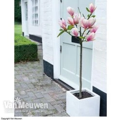 Magnolia 'Red Lucky' 11 Magnolia 'Red Lucky' -Flower Plants Shop MAGN 62569 B
