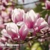 Magnolia 'Red Lucky' -Flower Plants Shop MAGN V11821 C