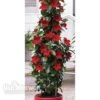 Mandevilla 'Bloom Bells® Red' -Flower Plants Shop MAND V17825 A