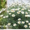 Marguerite Standard -Flower Plants Shop MARG V49062 A h